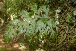 Hymenophyllum dilatatum. Fertile frond showing broad lamina segments, and broad planate wings on the rachis.
 Image: L.R. Perrie © Leon Perrie 2014 CC BY-NC 3.0 NZ